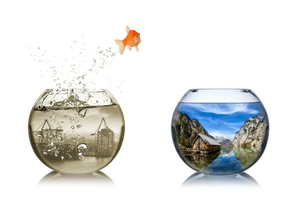 Goldfisch springt von einem Glas ins andere